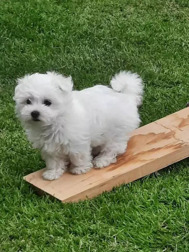 Foto 5 Cuccioli Razza Maltese