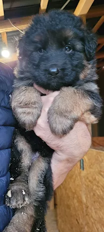 Vendita cuccioli di Pastore Tedesco