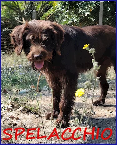 Spelacchio ferito nel cuore