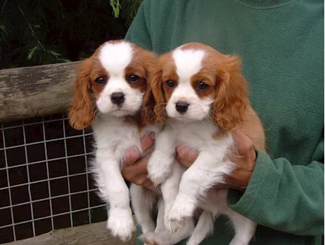 Cavalier King Charles Spaniel cuccioli pronti ora