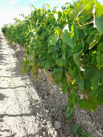 Uva rossa Cirò gaglioppo e bianca - Foto 5