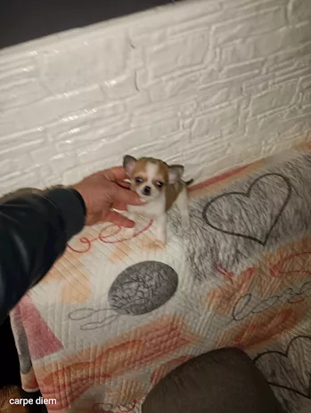 Chihuahua Mini Toy femmina