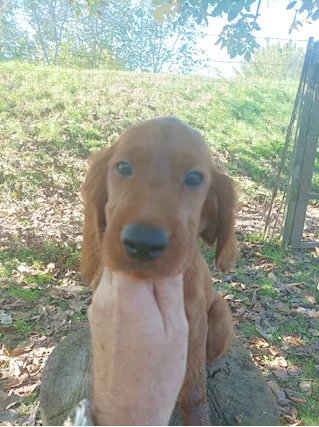 Setter irlandese cucciola - Foto 3