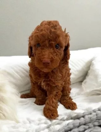 Cuccioli di Razza barboncino toy - Foto 3
