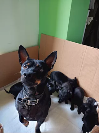 Pinscher nati in casa in ottima salute - Foto 2