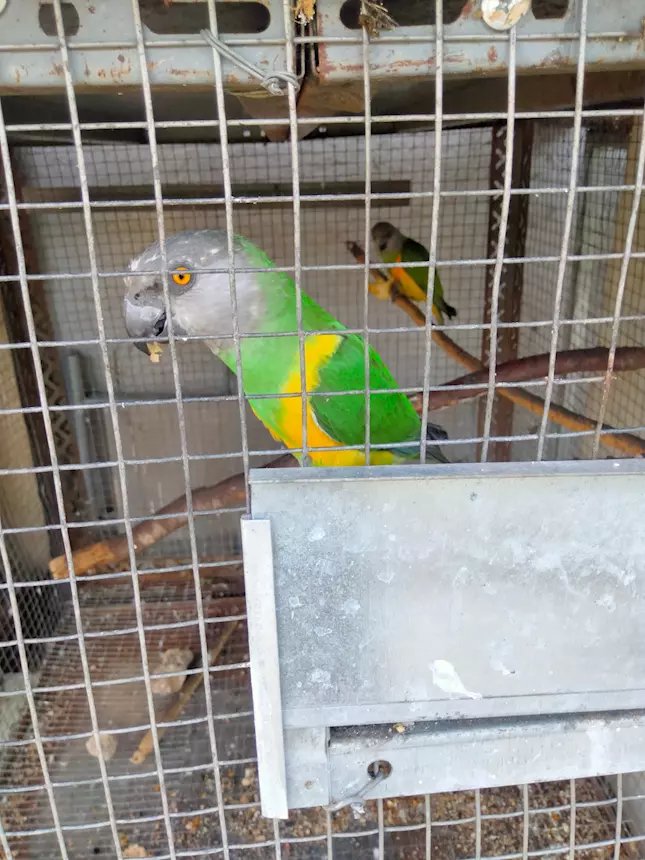 Poicephalus Senegal, con cites