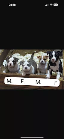 American Bully