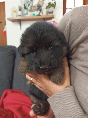 Cuccioli Razza pastore tedesco, a pelo corto - Foto 4