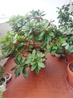 Rododendro
