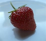 Fragola Rifiorente Anais