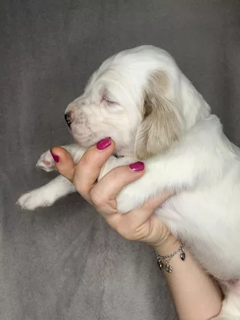 Cuccioli Razza Setter Inglese - Foto 5