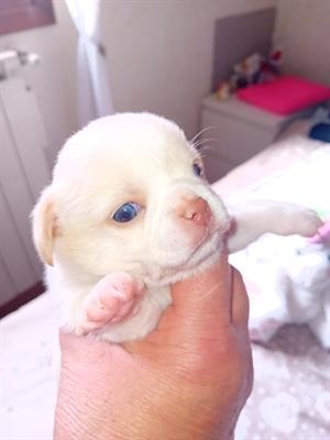 Cuccioli maschi Chihuahua Pedigree ENCI