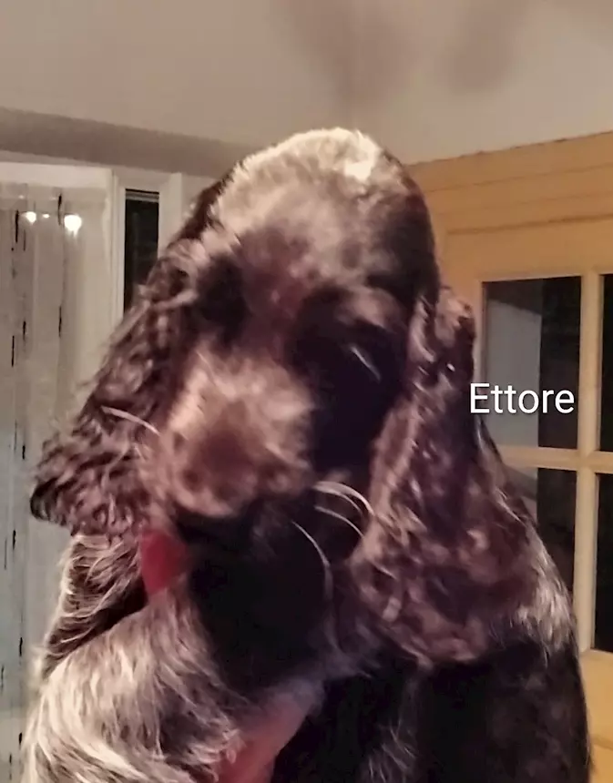 Foto 9Cucciolo Razza Cocker Spaniel Inglese blu roano, prezzo trattabile