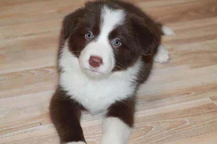 Border Collie cuccioli - maschio e femmina pronti per una nu - Foto 2