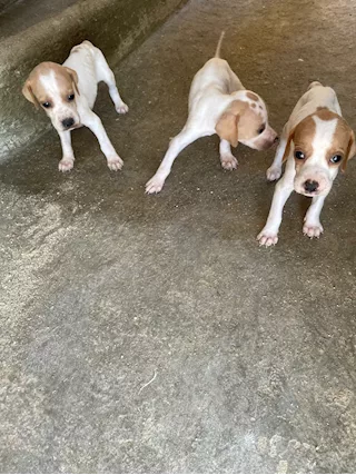 Cuccioli di Pointer - Foto 6