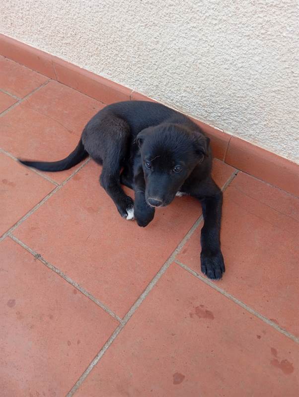 Foto 5Cuccioli - A veri amanti animali regalo questi