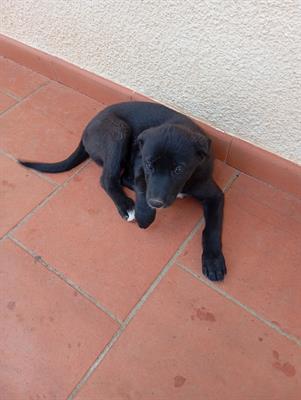 Cuccioli - A veri amanti animali regalo questi - Anteprima 5