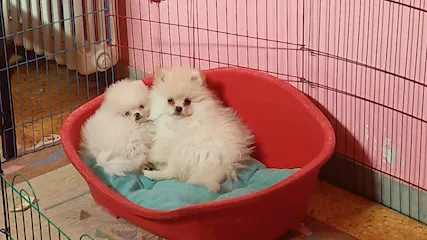 Volpino di Pomerania
