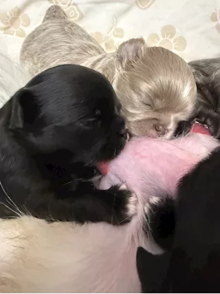 Chihuahua a pelo lungo