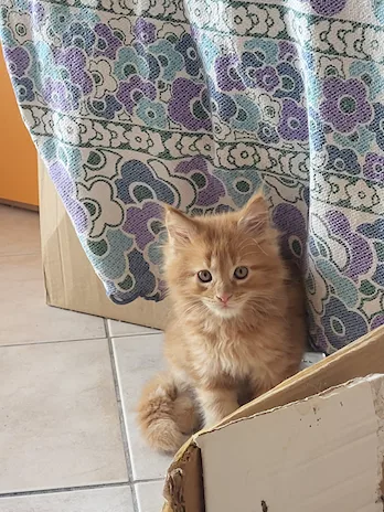  cuccioli di main coon