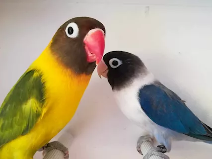 Coppia insep mascherato euwing cobalto x pez verde