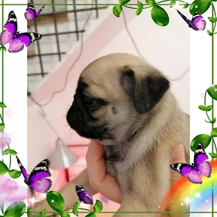Cuccioli di carlino - Foto 4