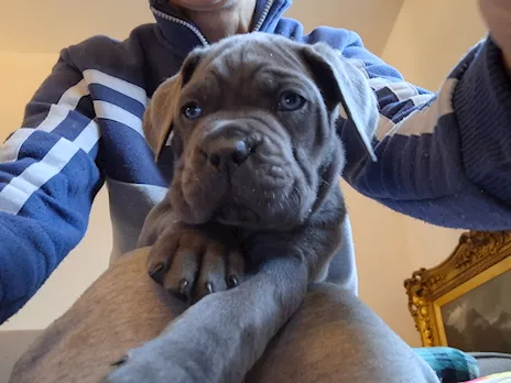 Splendida cucciolata di cani corso