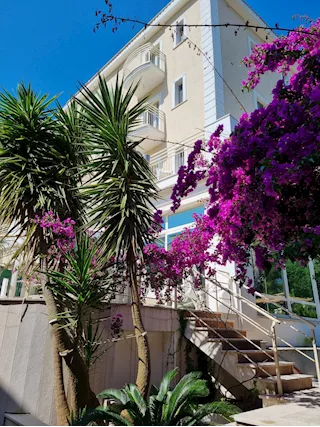 Vacanze hotel con cane