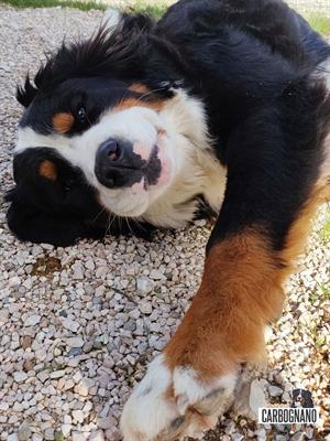 Cuccioli di BOVARO DEL BERNESE con Pedigree - Foto 6