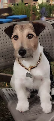Mr. Jack cerca femmina per accoppiamento (gratuito)