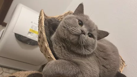 British Shorthair
