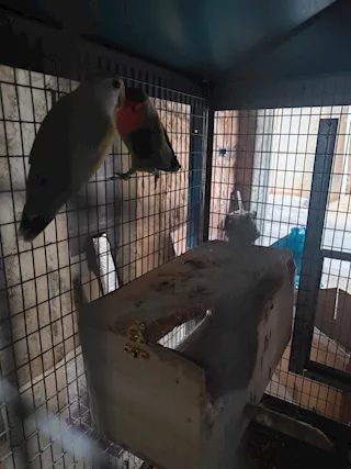 Inseparabili