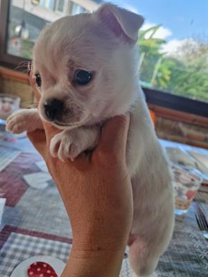 chihuahua