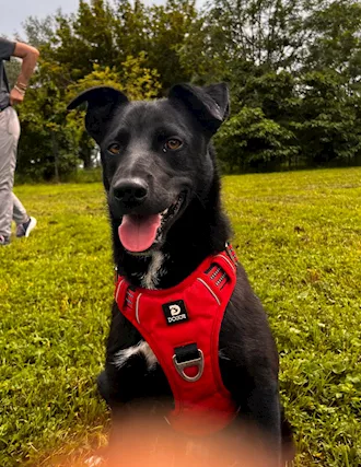 Cocco, dolcissimo cagnolino aspetta una casa
