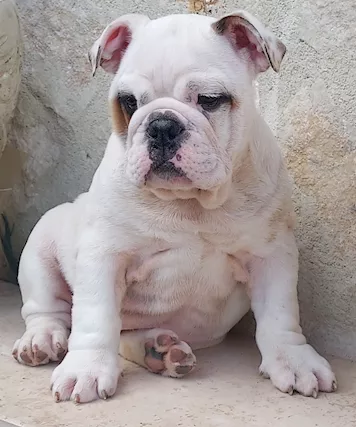 Cuccioli Bulldog Inglese Pedigree Rosso