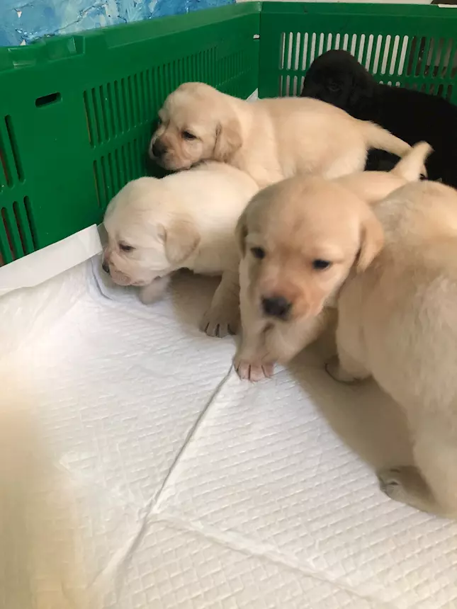 Cuccioli di Razza Labrador