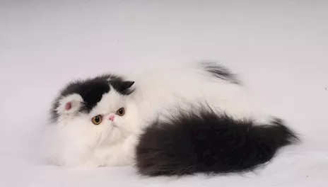 Gatta persiana