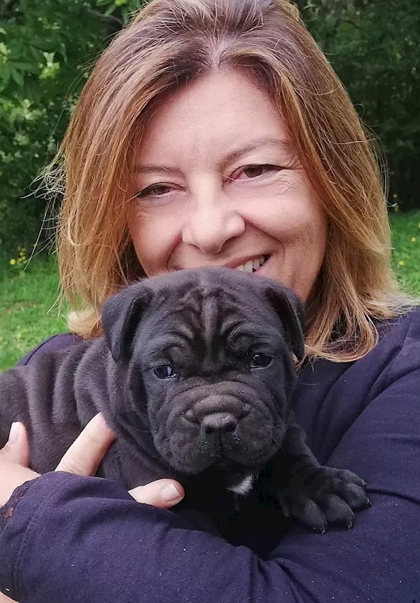 Cane Corso cuccioli, taglia xxl, genitori visibili