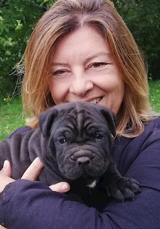 Cane Corso cuccioli