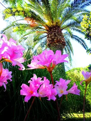 Ischia Bel monolocale per vacanze in villa last minute - Foto 7