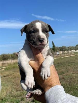 Vendo cuccioli selezionati Razza American Staffordshire Terrier - Foto 3