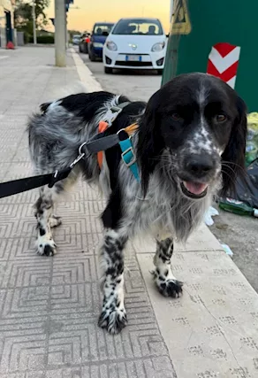 George meraviglioso springer spaniel