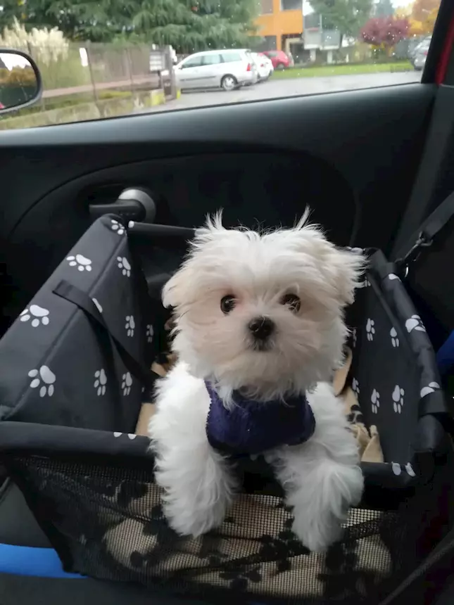 Foto 4 Cuccioli Razza Maltese