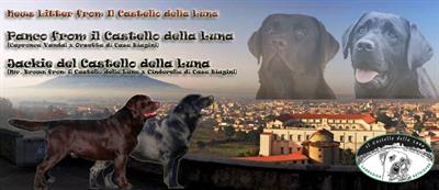 Cuccioli labrador