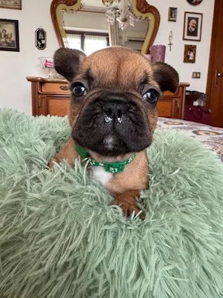 Bulldog francesi, color fulvo - Foto 5