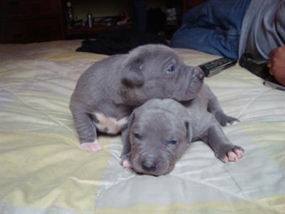Cuccioli di Razza amstaff, genitori visibili - Foto 3