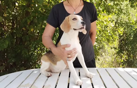 Beagle femmina 13 mesi taglia piccola - Foto 2