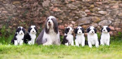 Bearded collie