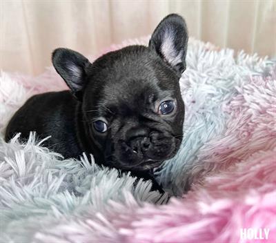 Bulldog francesi bringé con pedigree ENCI - Foto 3