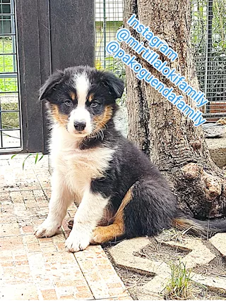 Cuccioli di Pastore Australiano - Anteprima 1